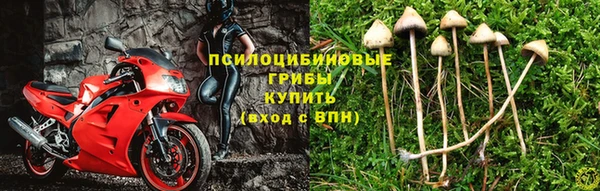 шишки Абинск